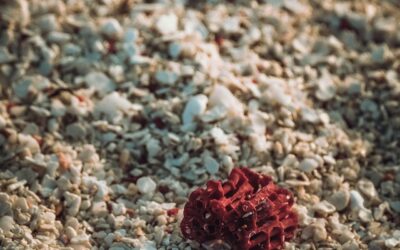 Hoeveel is bloedkoraal nou echt waard?